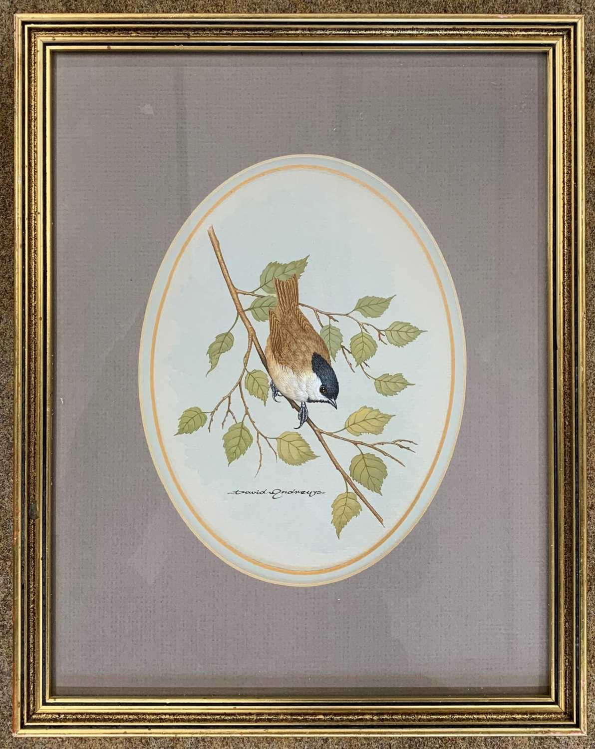 David Andrews (British, 20th century), studies of a Nuthatch, a Blackcap and a Stonechat, - Image 18 of 18