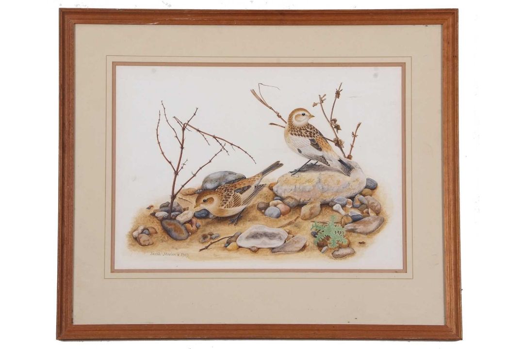 Sarah Merlen (British, 20th century), Male and Female Snow buntings, gouache, signed and dated 1983, - Image 4 of 4