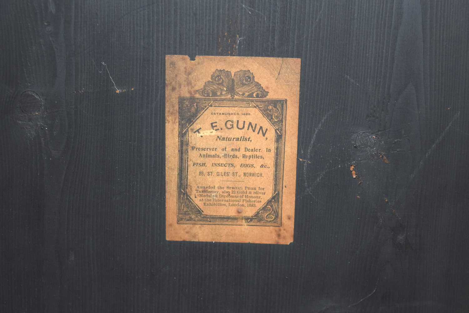 Victorian Taxidermy cased Barn Owl (Tyto alba) by Taxidermist T. E.Gunn of Norwich set in in - Image 3 of 3