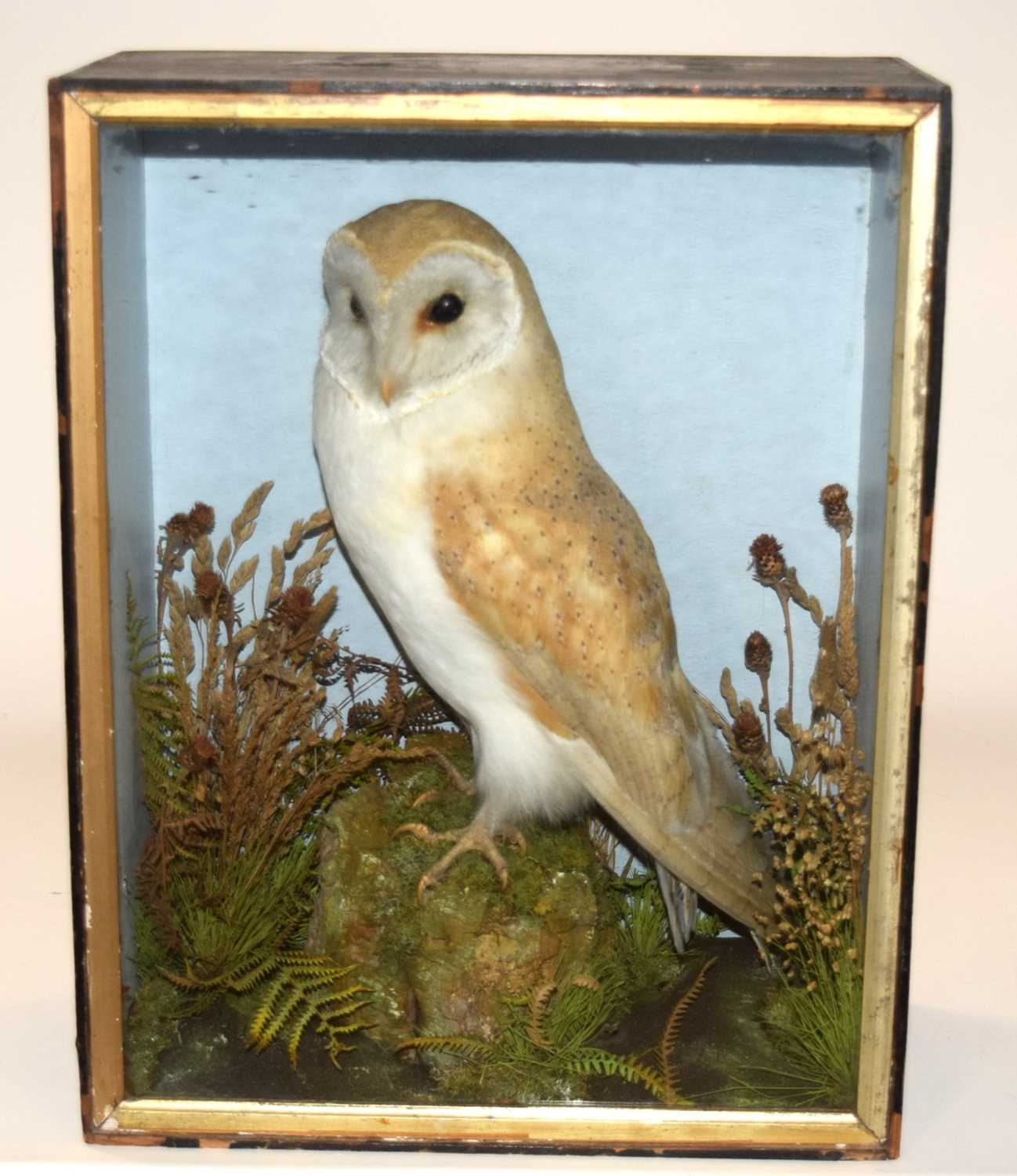 Victorian Taxidermy cased Barn Owl (Tyto alba) by Taxidermist T. E.Gunn of Norwich set in in