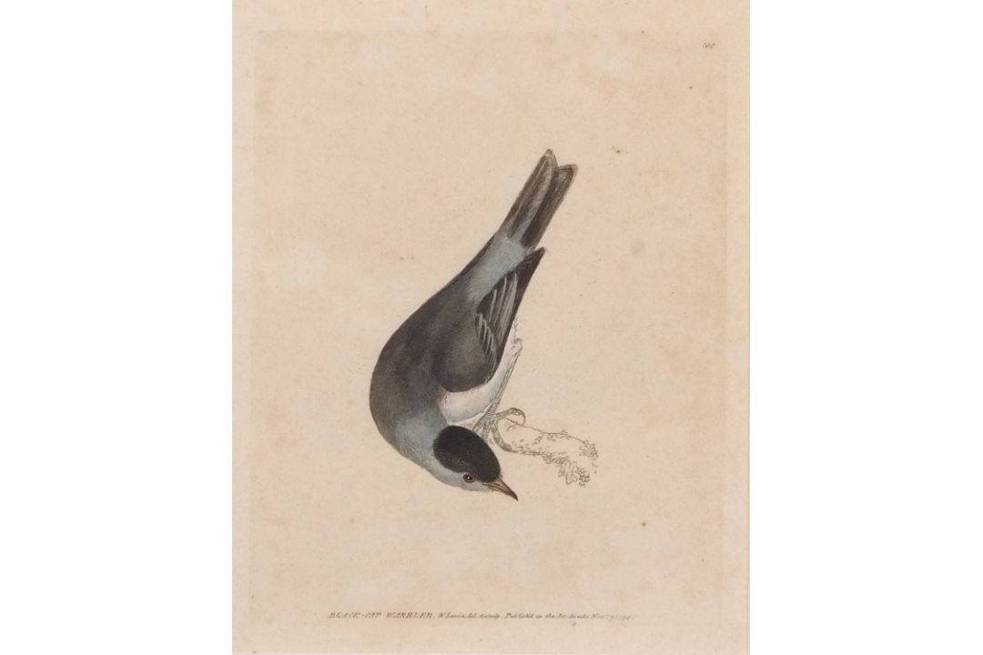 William Lewin (British,18th century), 'Black Cap Warbler' and 'Female Black Cap Warbler' hand - Image 3 of 5