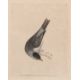 William Lewin (British,18th century), 'Black Cap Warbler' and 'Female Black Cap Warbler' hand - Image 3 of 5
