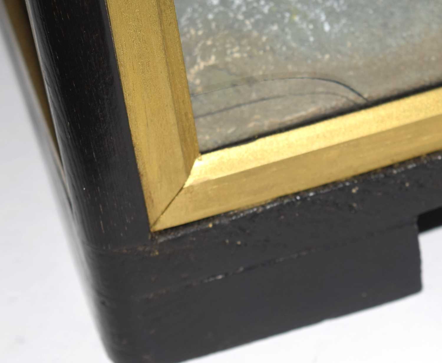 Early to Mid 20th Century Taxidermy cased Common Buzard (Buteo buteo) by Hutchins of Aberystwyth. - Image 4 of 4