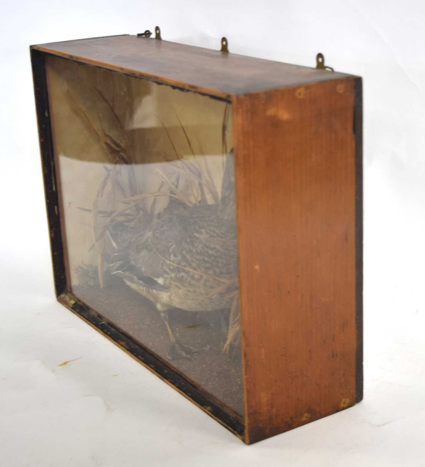 Late 19th /Early 20th century Taxidermy cased female Mallard Duck (Anas platyrhynchos). Set in - Image 3 of 4