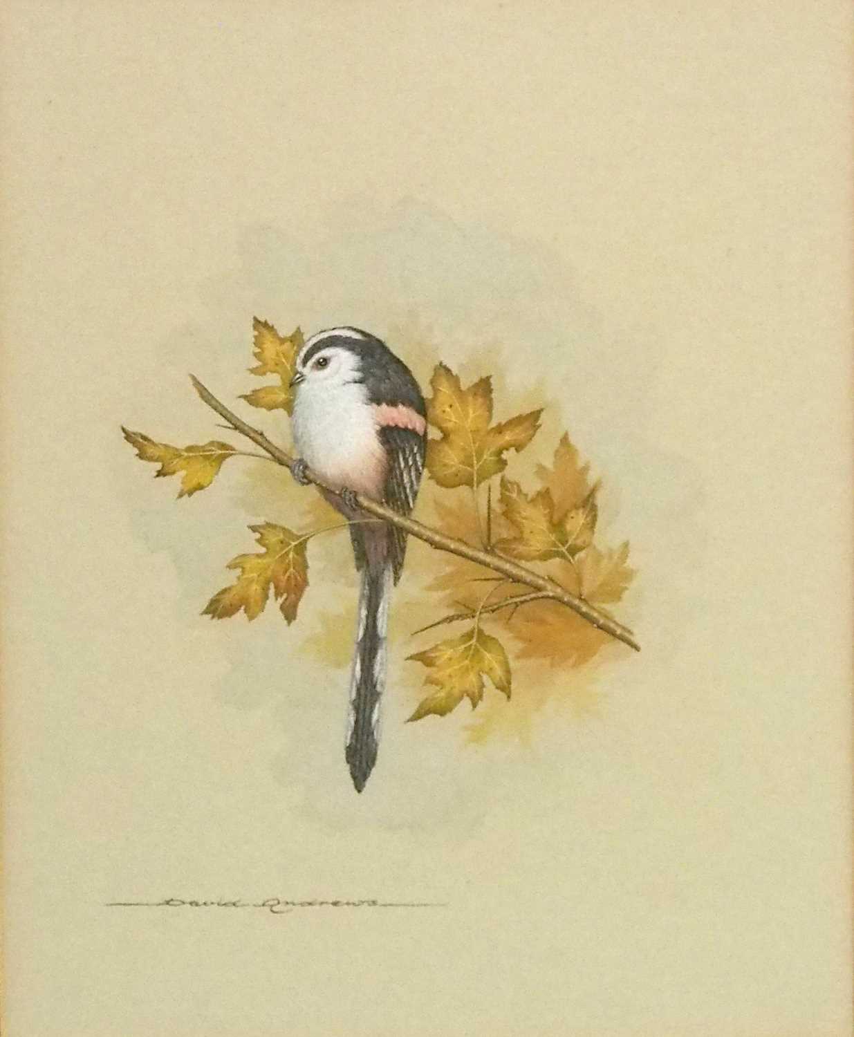 David Andrews (British, 20th century), studies of a Nuthatch, a Blackcap and a Stonechat, - Image 10 of 18
