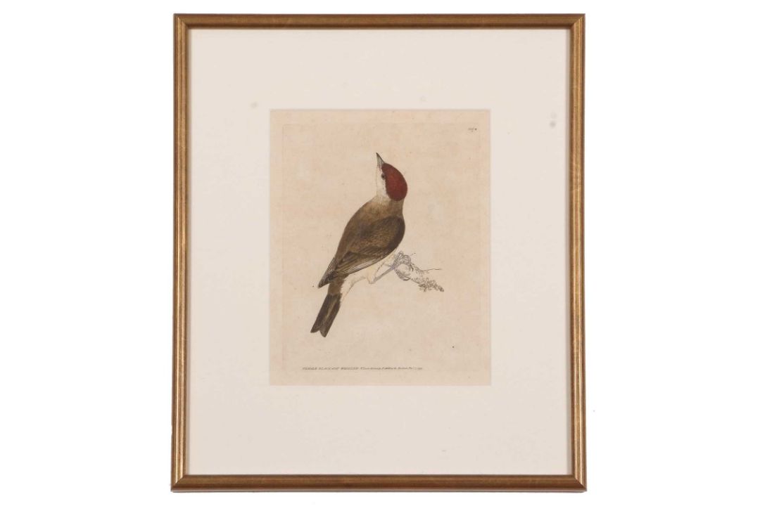 William Lewin (British,18th century), 'Black Cap Warbler' and 'Female Black Cap Warbler' hand - Image 4 of 5