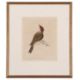 William Lewin (British,18th century), 'Black Cap Warbler' and 'Female Black Cap Warbler' hand - Image 4 of 5