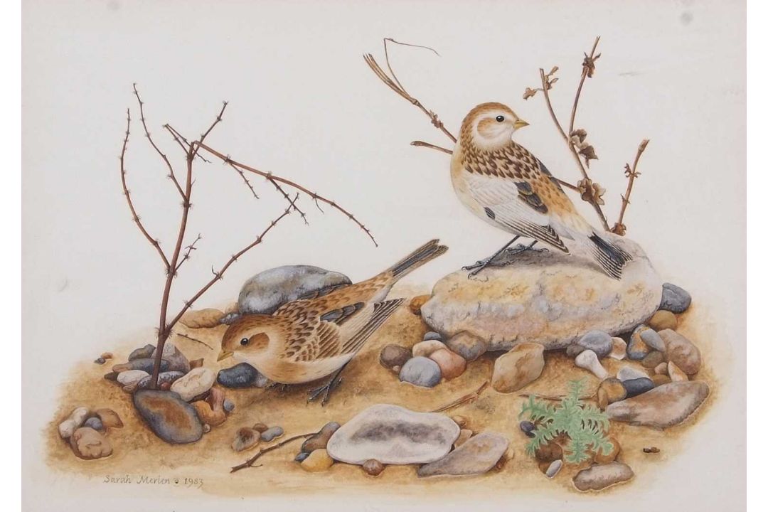 Sarah Merlen (British, 20th century), Male and Female Snow buntings, gouache, signed and dated 1983, - Image 1 of 4