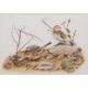 Sarah Merlen (British, 20th century), Male and Female Snow buntings, gouache, signed and dated 1983, - Image 1 of 4