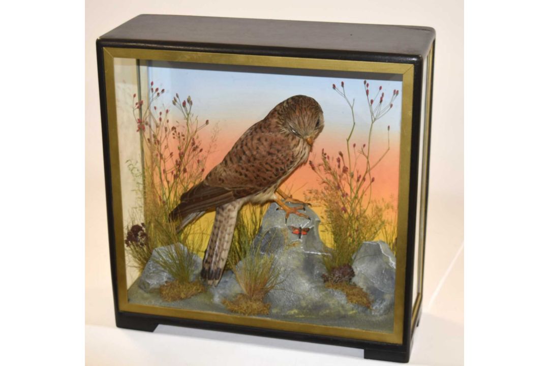 Early to mid 20th Century Taxidermy cased Eurasian Kesteral (Falco tinnunculus) by Hutchins of - Image 2 of 3