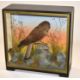 Early to mid 20th Century Taxidermy cased Eurasian Kesteral (Falco tinnunculus) by Hutchins of - Image 2 of 3