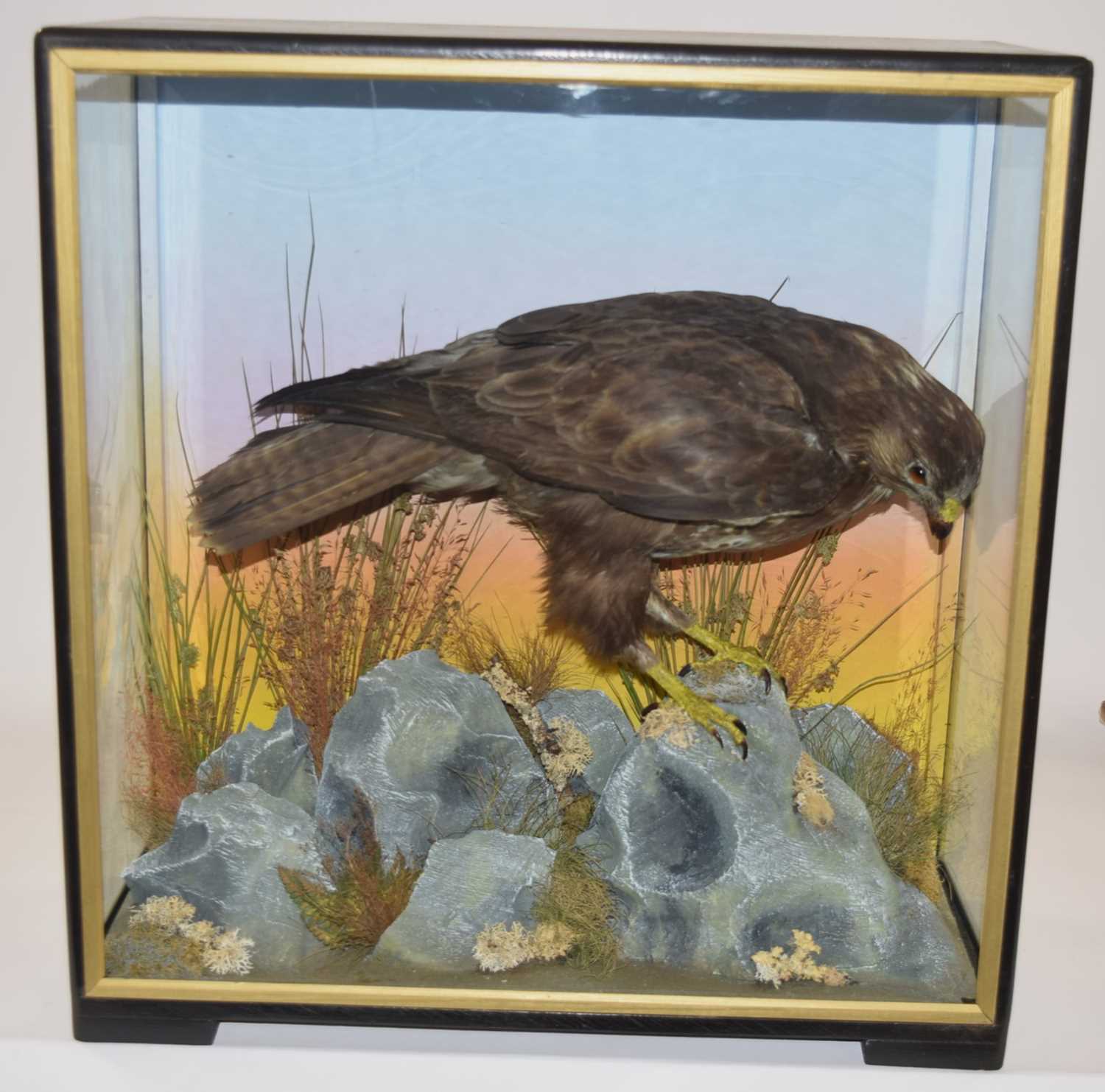 Early to Mid 20th Century Taxidermy cased Common Buzard (Buteo buteo) by Hutchins of Aberystwyth.