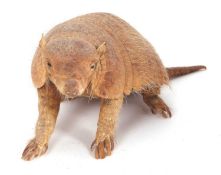 20th Century taxidermy Armadillo
