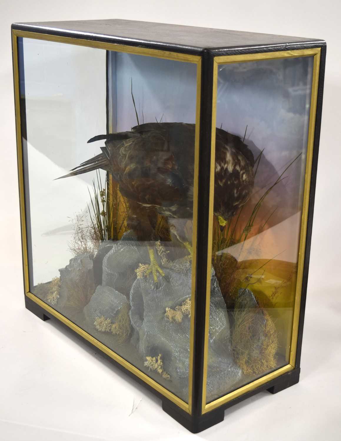 Early to Mid 20th Century Taxidermy cased Common Buzard (Buteo buteo) by Hutchins of Aberystwyth. - Image 2 of 4