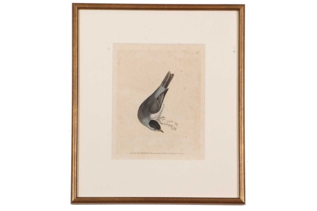 William Lewin (British,18th century), 'Black Cap Warbler' and 'Female Black Cap Warbler' hand - Image 5 of 5