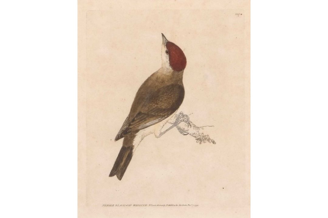 William Lewin (British,18th century), 'Black Cap Warbler' and 'Female Black Cap Warbler' hand - Image 2 of 5