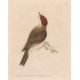 William Lewin (British,18th century), 'Black Cap Warbler' and 'Female Black Cap Warbler' hand - Image 2 of 5
