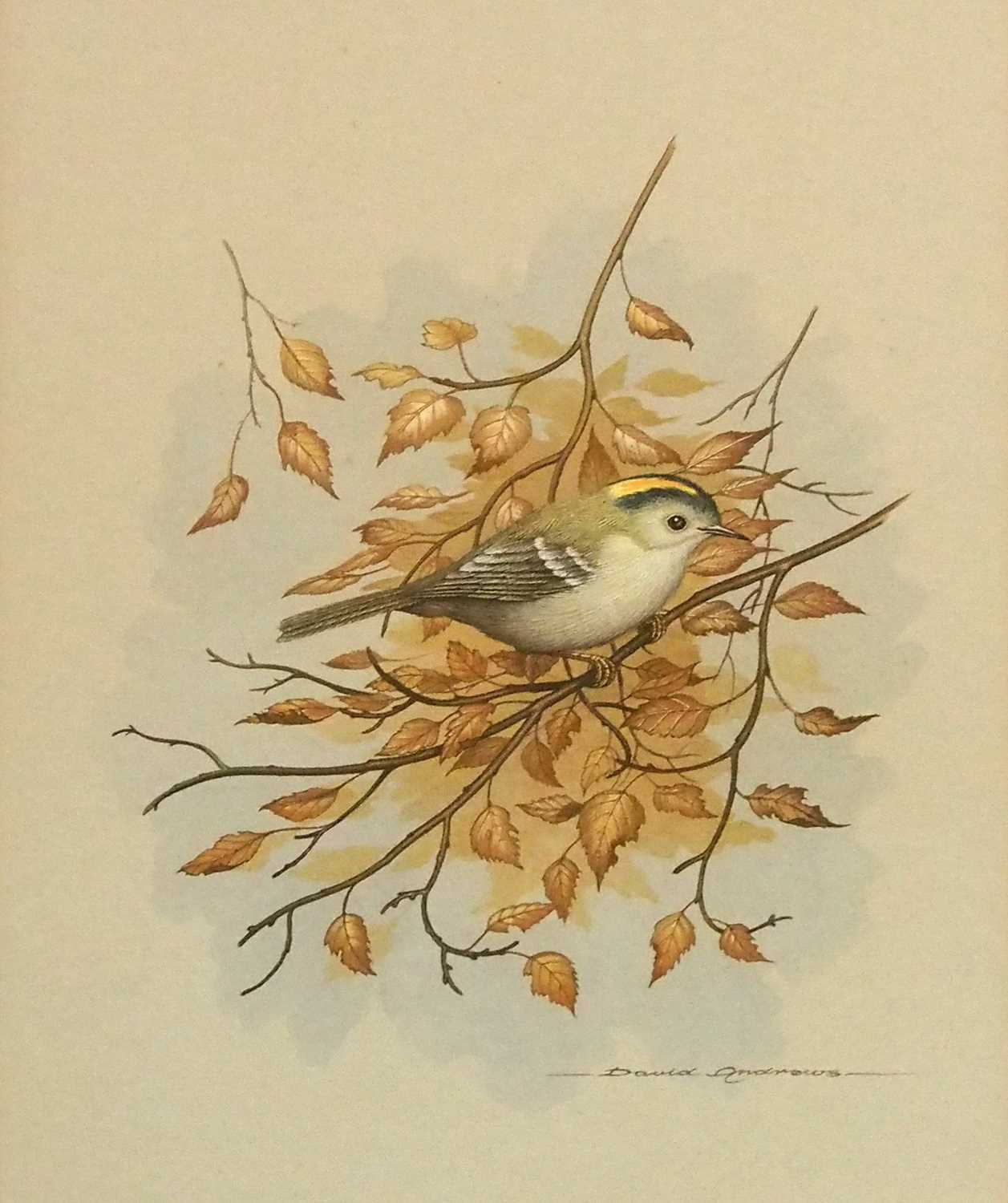 David Andrews (British, 20th century), studies of a Nuthatch, a Blackcap and a Stonechat, - Image 12 of 18