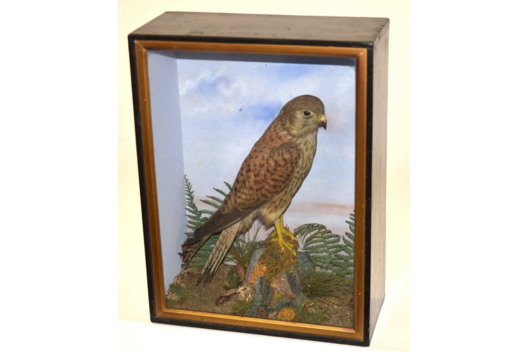 Victorian unattributed Norfolk School cased taxidermy Eurasian Kestrel (Falco tinnunculus) set in - Image 1 of 2