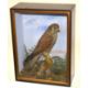 Victorian unattributed Norfolk School cased taxidermy Eurasian Kestrel (Falco tinnunculus) set in - Image 1 of 2