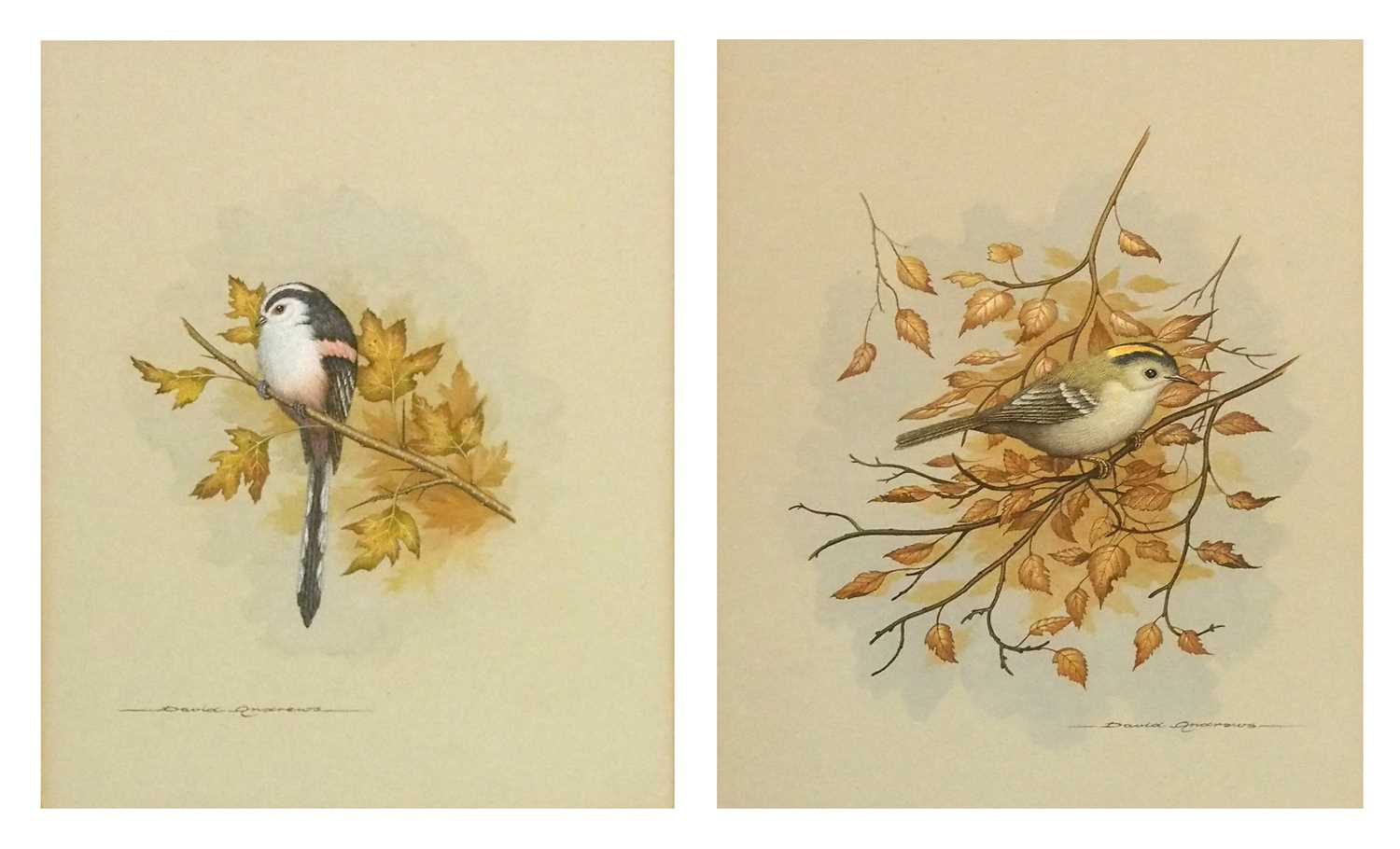 David Andrews (British, 20th century), studies of a Nuthatch, a Blackcap and a Stonechat,