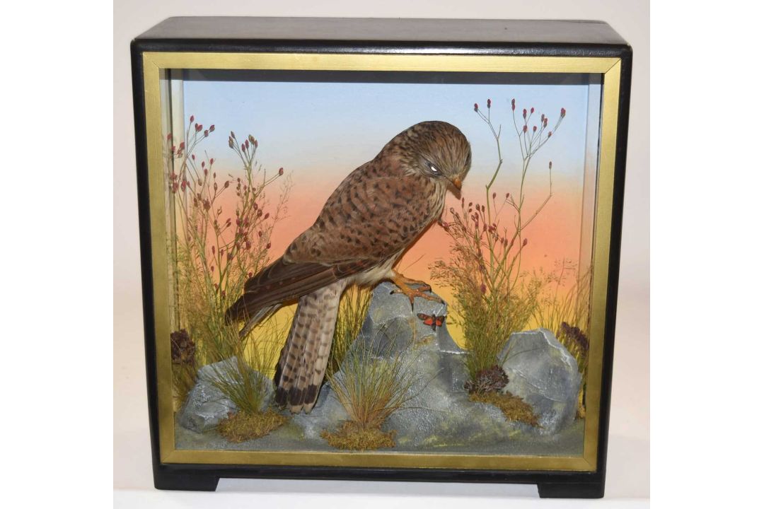 Early to mid 20th Century Taxidermy cased Eurasian Kesteral (Falco tinnunculus) by Hutchins of - Image 1 of 3