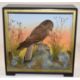 Early to mid 20th Century Taxidermy cased Eurasian Kesteral (Falco tinnunculus) by Hutchins of - Image 1 of 3