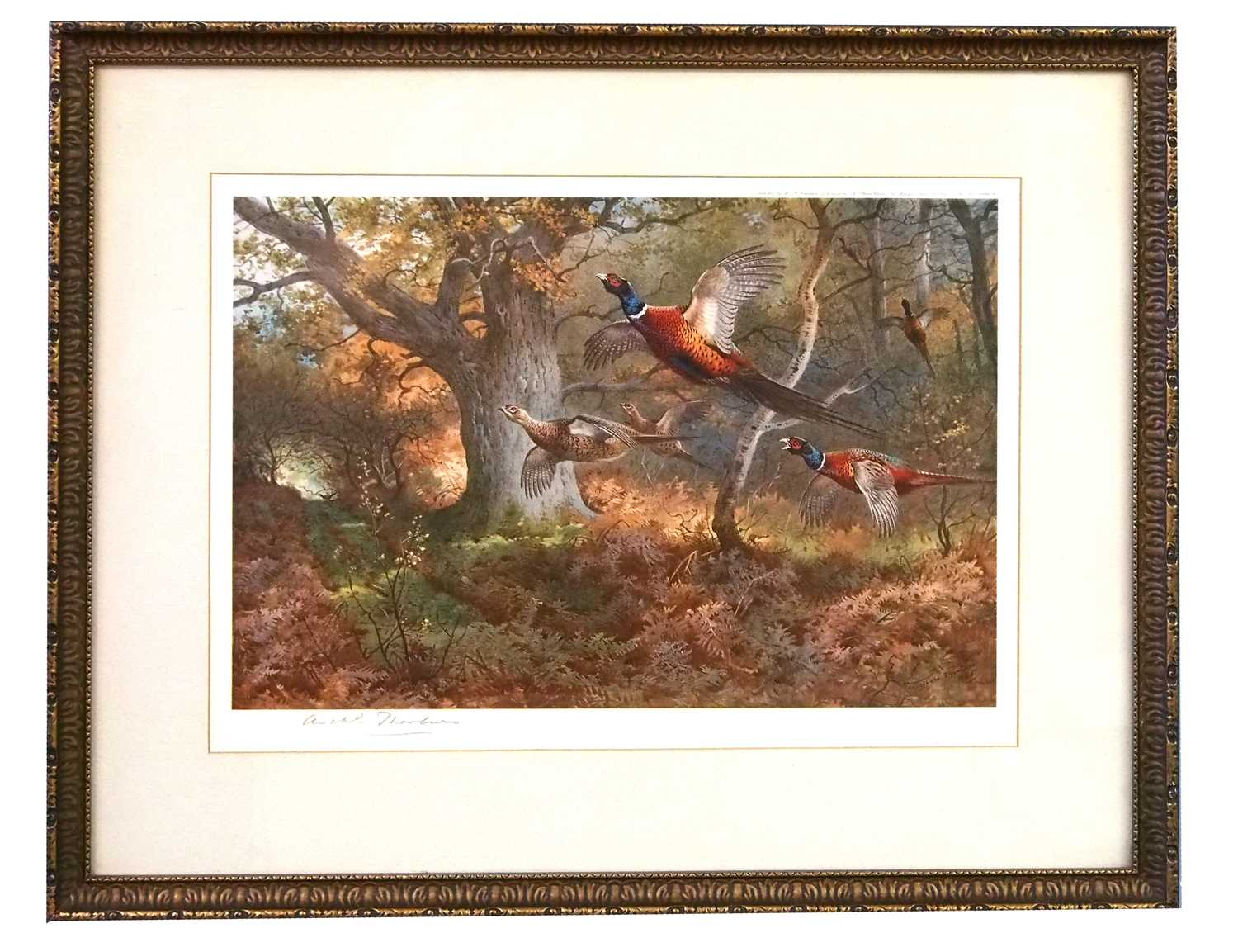 Archibald Thorburn (1860-1935), Pheasants flushed from the woods, Ernest T.H. Benett label on - Image 2 of 2