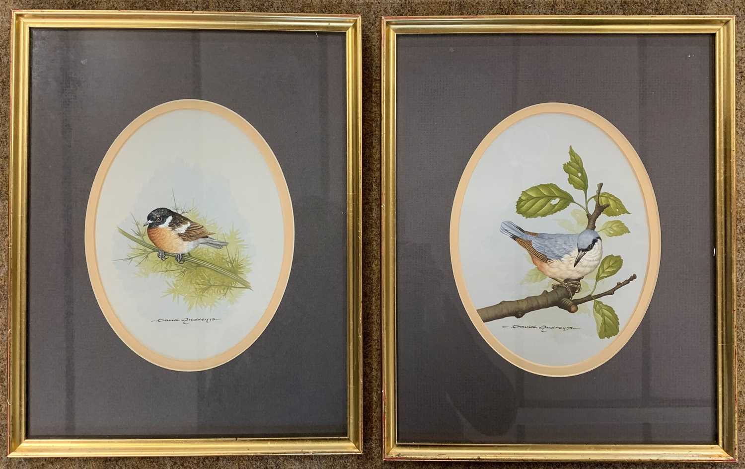 David Andrews (British, 20th century), studies of a Nuthatch, a Blackcap and a Stonechat, - Image 6 of 18