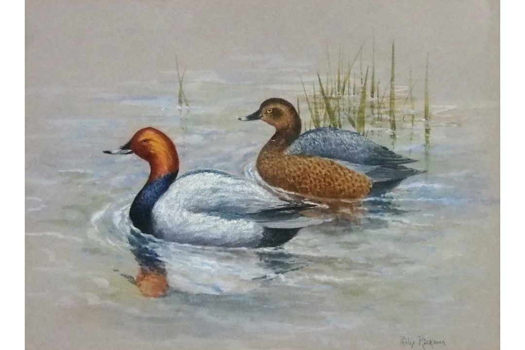 Philip Rickman (1891-1982), 'Pochard Ducks' , watercolour, signed and titled verso, 19x24cm, and - Image 3 of 5