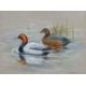 Philip Rickman (1891-1982), 'Pochard Ducks' , watercolour, signed and titled verso, 19x24cm, and - Image 3 of 5