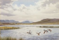 Ornithology, Taxidermy and Natural History