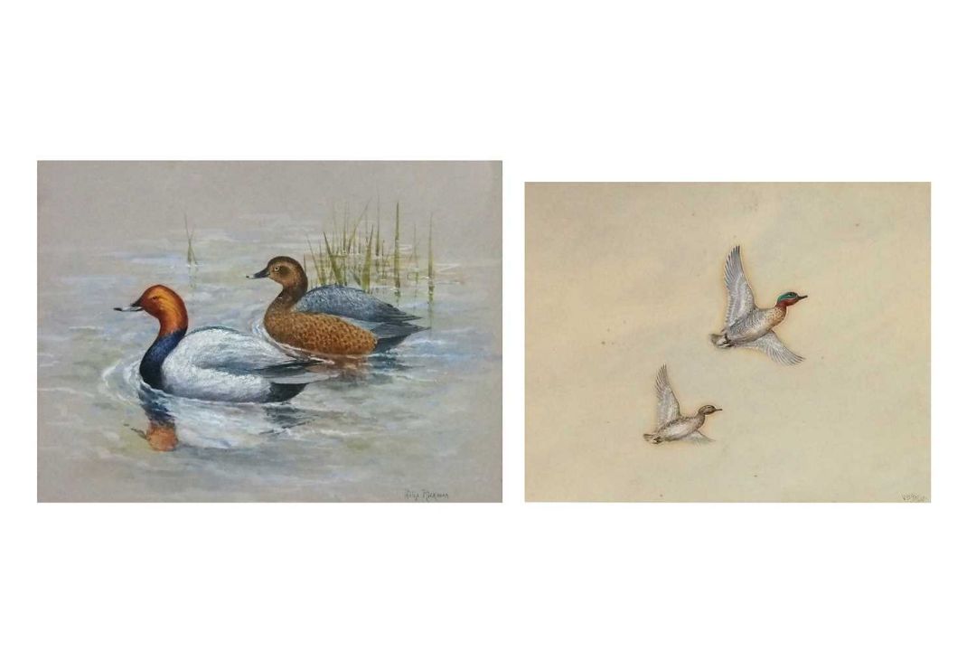 Philip Rickman (1891-1982), 'Pochard Ducks' , watercolour, signed and titled verso, 19x24cm, and - Image 1 of 5