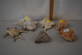 Mixed group of seashells