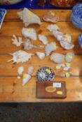 Mixed Lot: Vintage seashells