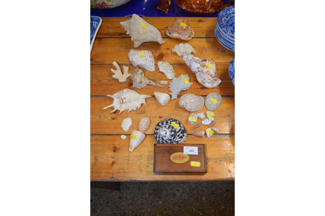 Mixed Lot: Vintage seashells