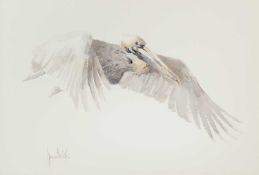Spencer Hodge (b.1943) Pelican signed (lower left) watercolour 46 x 65cm.