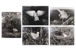 Eric J. Hosking (1909 - 1991) - Five exhibition-sized photographs of birds, circa 1940's and 50's.