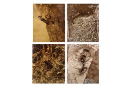 Eric J. Hosking (1909 - 1991) - Four exhibition-sized photographs of birds, circa 1930's.