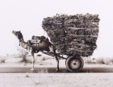 Stuart Redler (British late 20th/early 21st century) - 'Camel' - signed limited edition photograph.