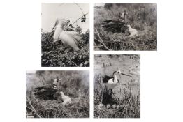 Eric J. Hosking (1909 - 1991) - Four exhibition-sized photographs of birds, circa 1940's and 50's.