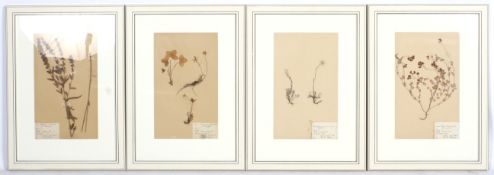 Botanical interest - a set of four pressed flower specimen c1930s.