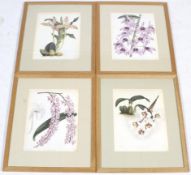 A set of four prints of orchid flower book illustration. Including 'Aerides Lobbii', etc.