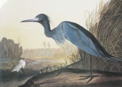 A print after J J Andubon, 'Blue Crane or Heron'. Framed and glazed.