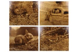 Eric J. Hosking (1909 - 1991) - Four exhibition-sized photographs of wildlife, circa 1930's.