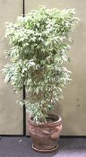 A large variegated house plant tree in a terracotta pot.
