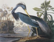 A print after J J Andubon 'Louisiana Heron, Ardea Ludoviciana'. Framed and glazed.