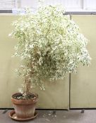 A 'Ficus Exotica' weeping fig tree. The indoor tree planted in a terracotta pot.