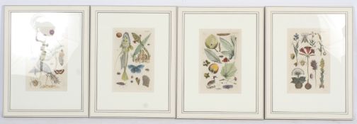 A set of four hand coloured antique flora and fauna book engravings. Framed and glazed.