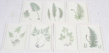 A set of seven assorted 'fern' prints. Plates from 'Nature Printing'. Framed and glazed.